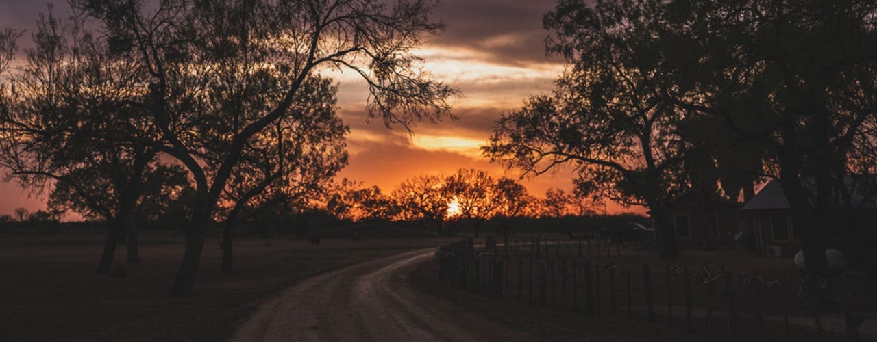 Sun coming through the trees at sundown.