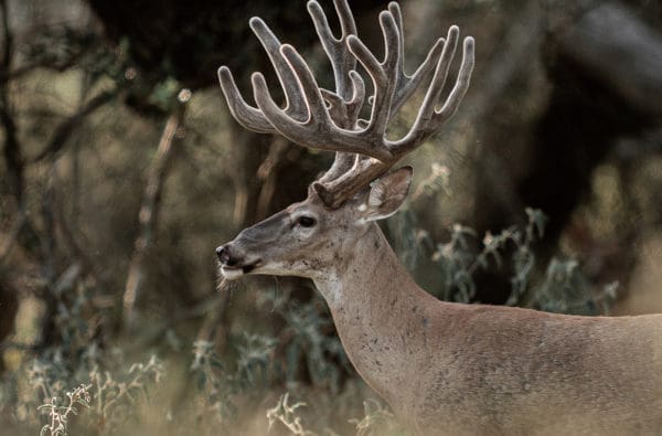 Deer in the wild.