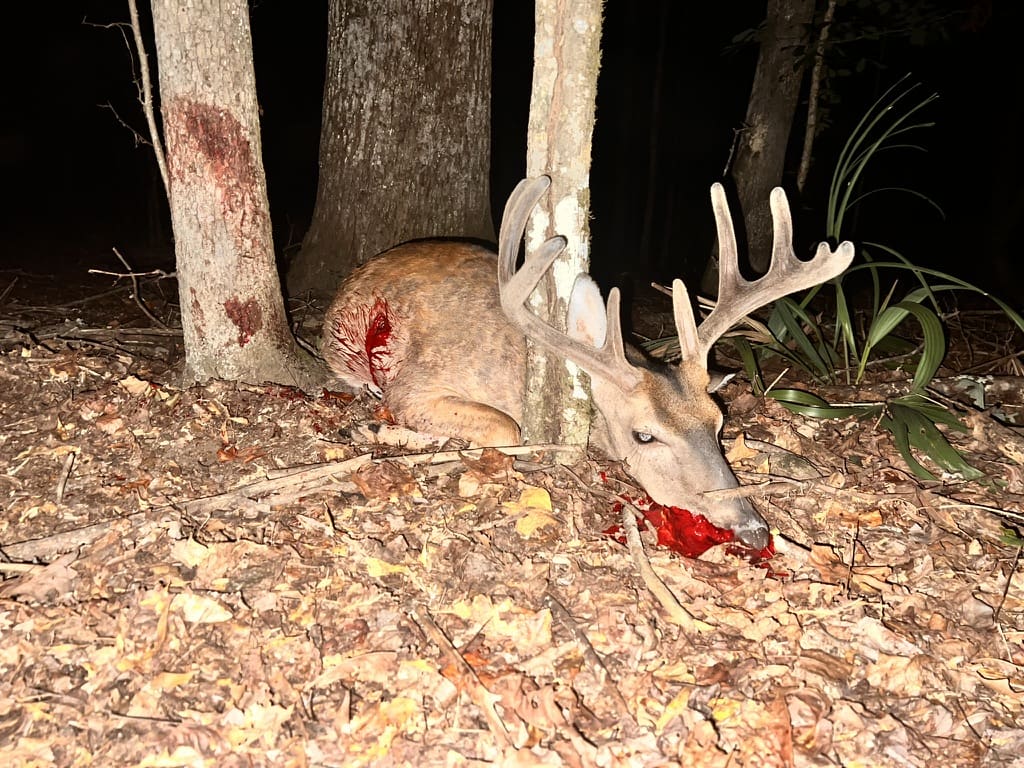 Dead Whitetail deer