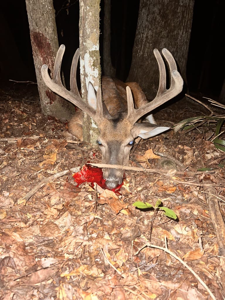 Dead Whitetail deer