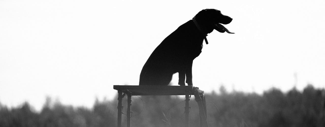 Dog sitting in field