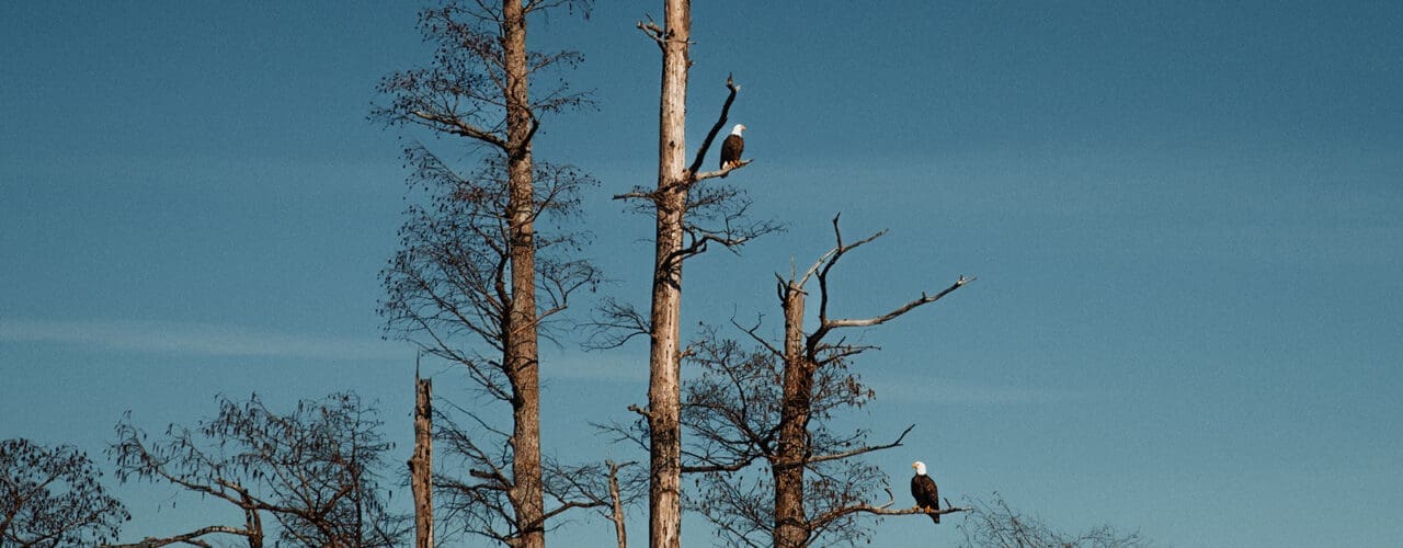 Two birds perched high on branches